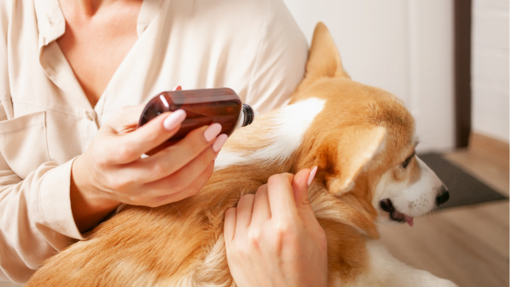 The Link Between Dog Grooming and Skin Health