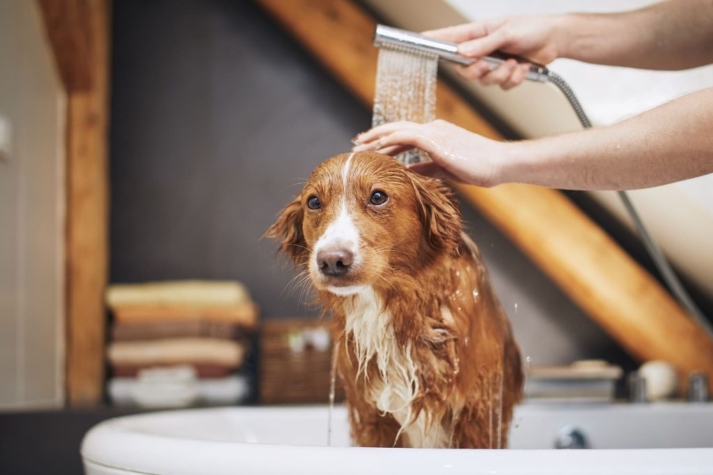 The Link Between Grooming and Canine Mental Health