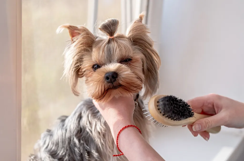 The Overlooked Importance of Daily Dog Brushing