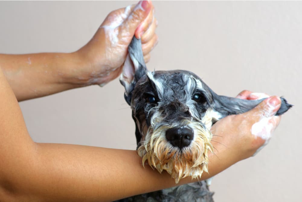 The Right Way to Bathe Your Dog (If You Must)