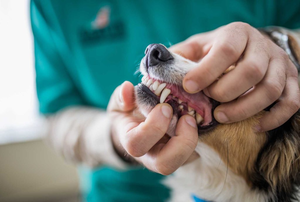 The Significance of Dog Dental Health
