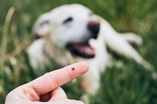 Tick-Borne Diseases Every Dog Owner Should Know