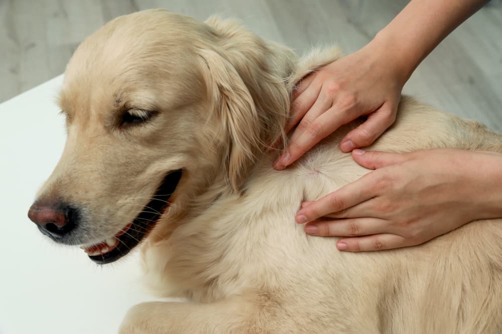 Tick Prevention for Pets and Household Safety