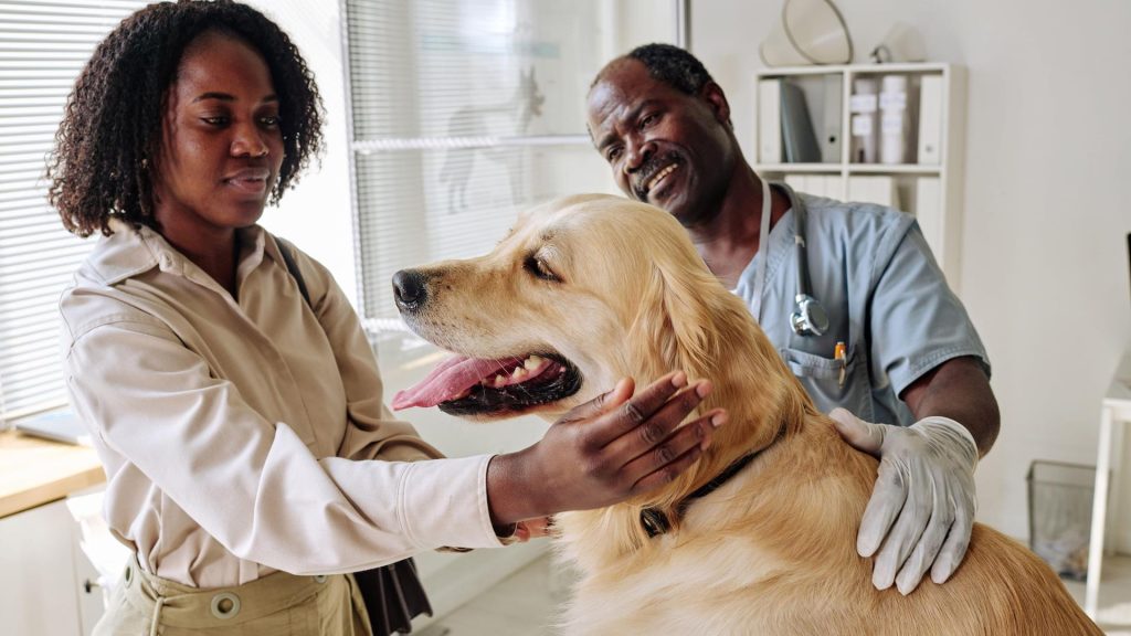 Tips to Make Grooming Enjoyable for Dogs