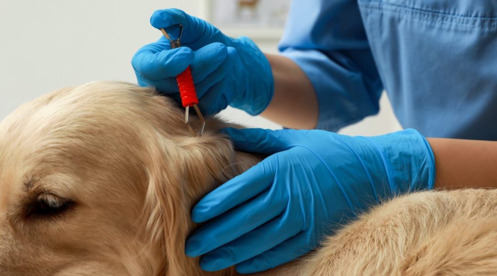 Tools and Products That Help With Tick Control