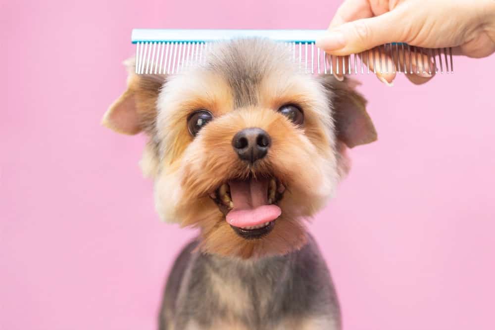 Tools and Techniques for Effective Brushing