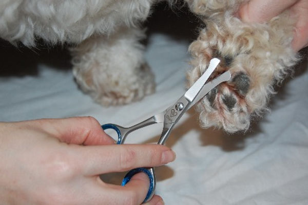 Trimming the Hair Around the Paws and Pads