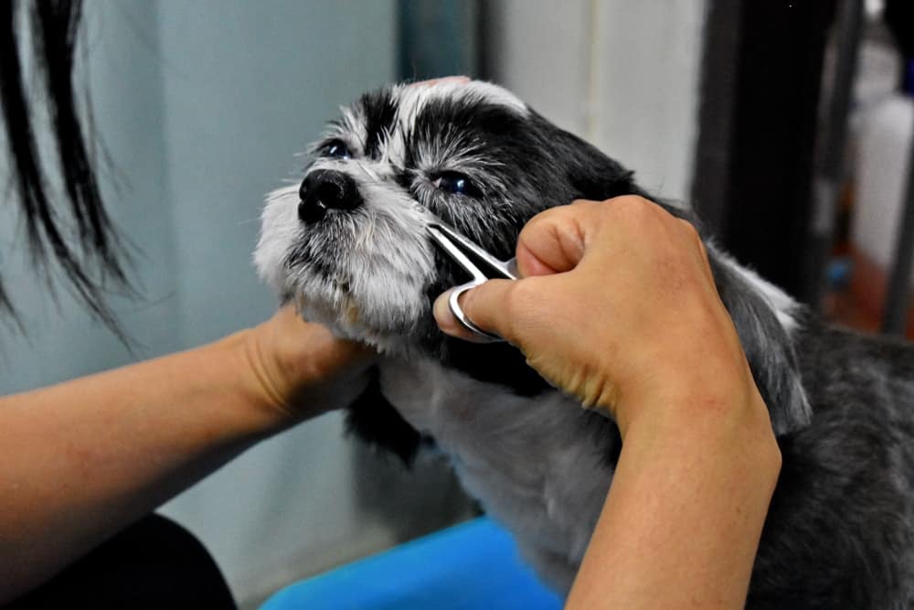 Trimming the Hair Around Your Dog’s Eyes