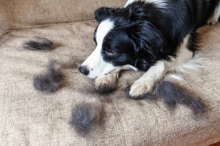 Troubleshooting Common Shedding Issues
