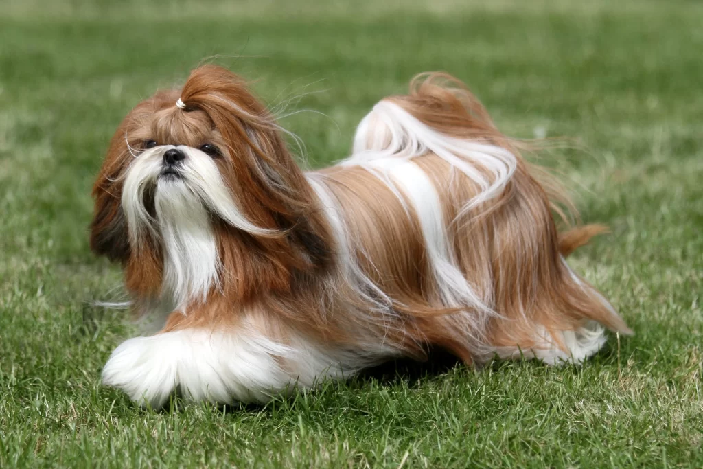 Understanding Dog Fur: Not All Coats Are the Same