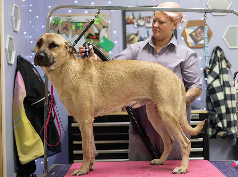 Understanding How Dogs Learn: Desensitisation and Trust-Building