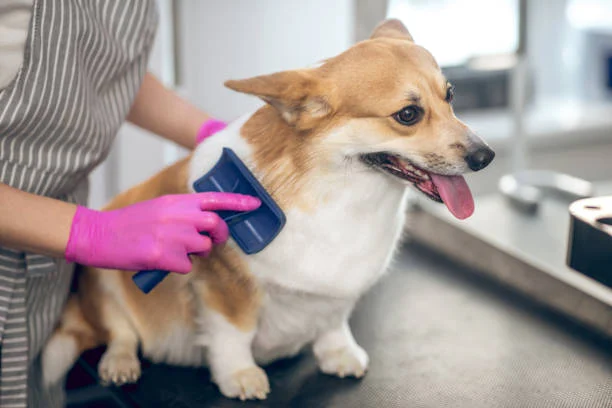 Understanding the Basics of Dog Grooming