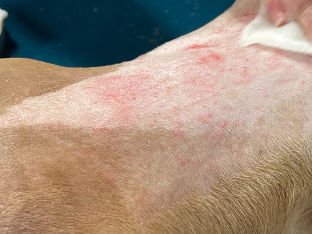 Understanding the Issue: Dog Rashes After Grooming