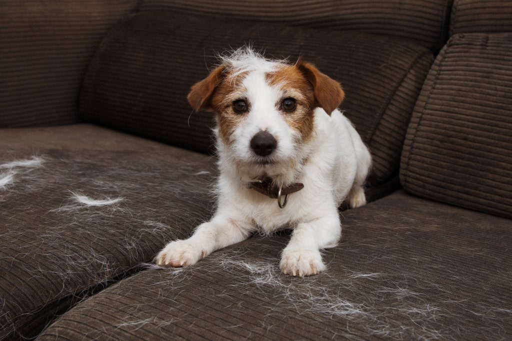 Understanding Why Dogs Shed Seasonally