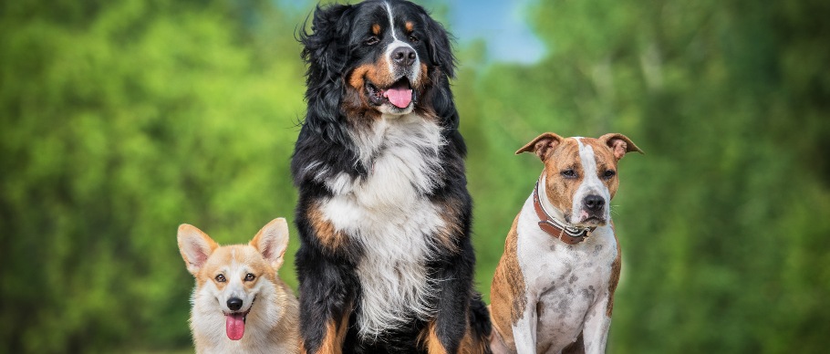 Find the Best Grooming Style for Your Dog’s Needs
