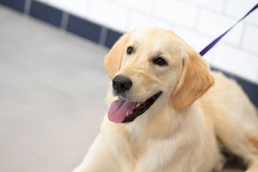 Understanding Your Dog’s Natural Skin and Coat Needs