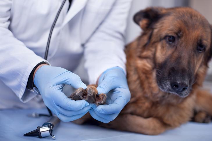 Vet Advice on Paw Injuries: Keeping Paws Safe for the Future