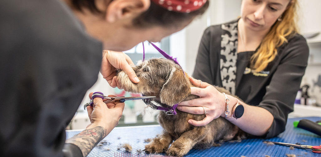 Vet and Trainer Collaboration for Serious Anxiety