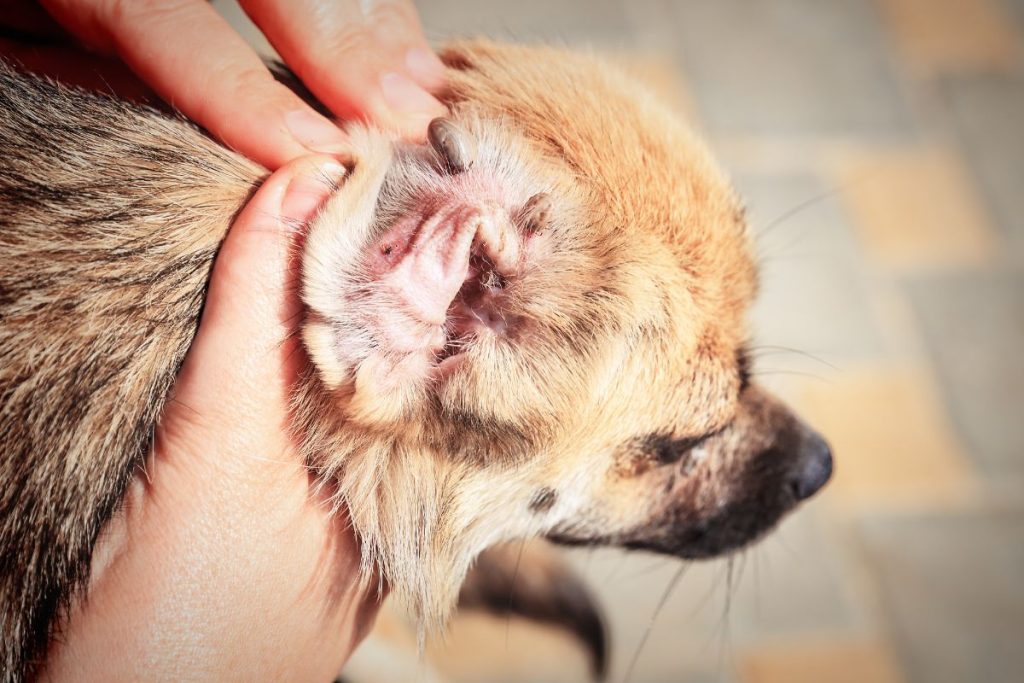 Veterinary Advice for Long-Term Protection