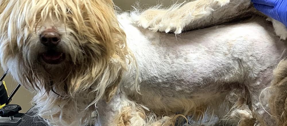 What Causes Matting in Long-Haired Dog Breeds?