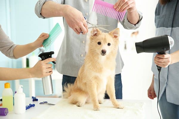 What Groomers Expect from You