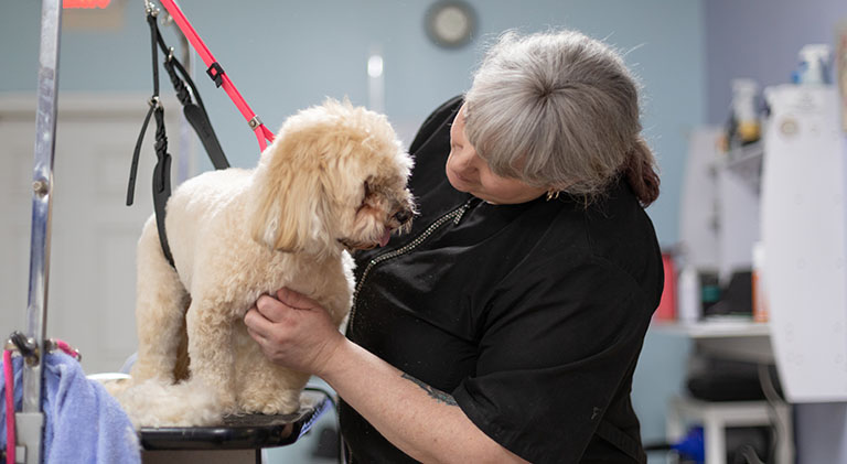 What Groomers Say About Nervous Dogs