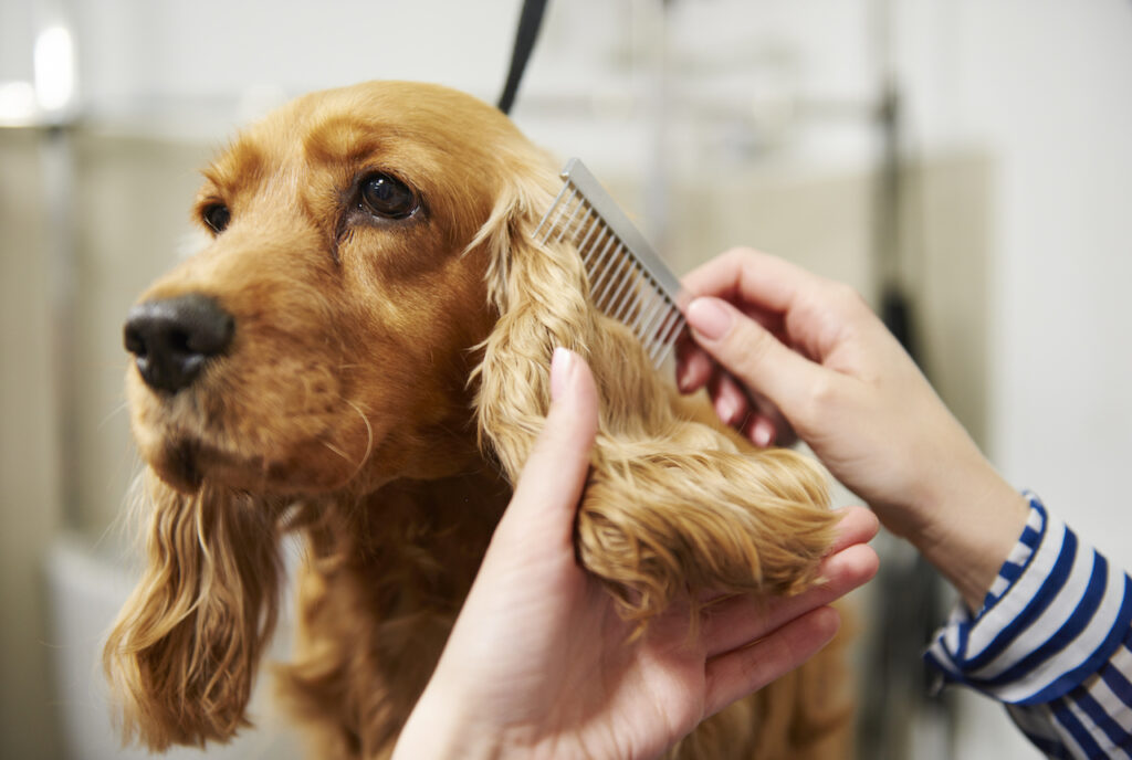 What Groomers Wish Every Dog Owner Knew Before Their Appointment