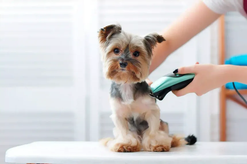 What Grooming Services Actually Include