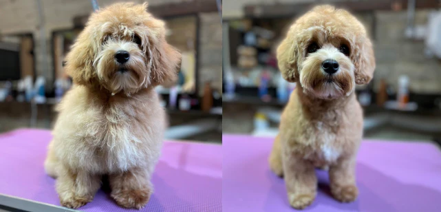 What Happens After the Groom?