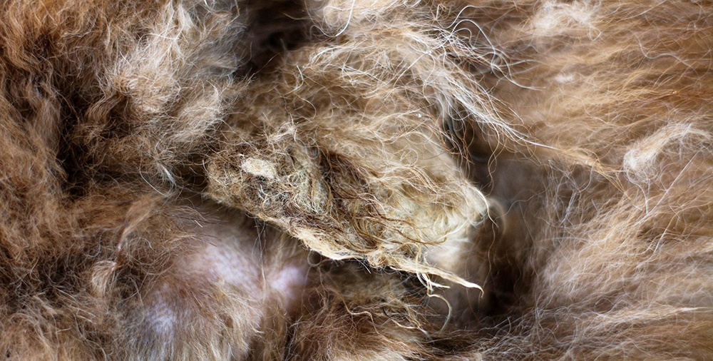 What Happens If Matting Goes Untreated?