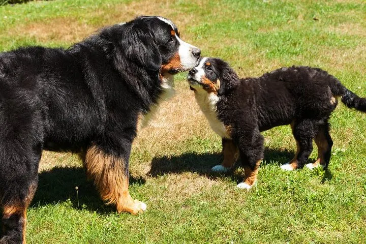What Is a Double-Coated Dog?