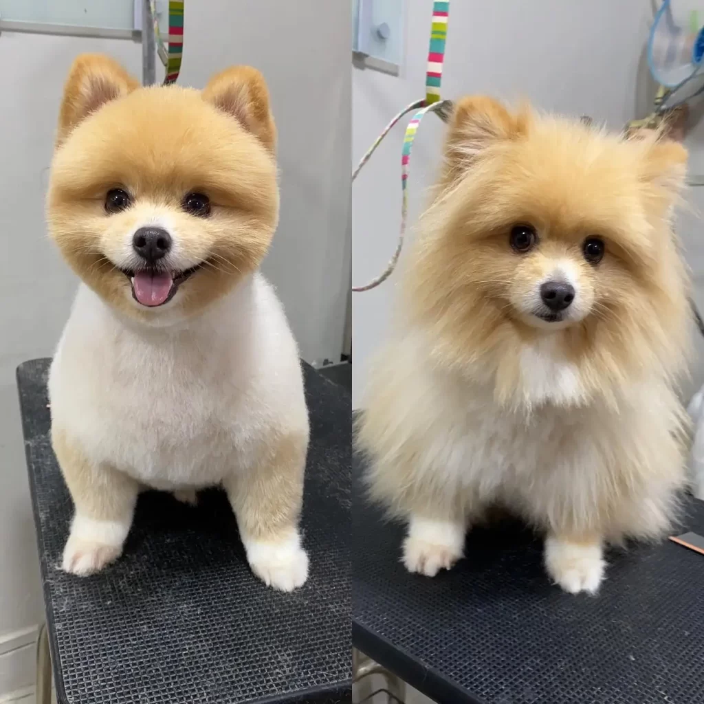What Is a Full Groom for Dogs?
