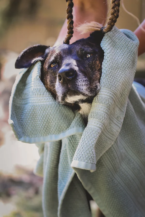 What Is a Natural Dog Shampoo?