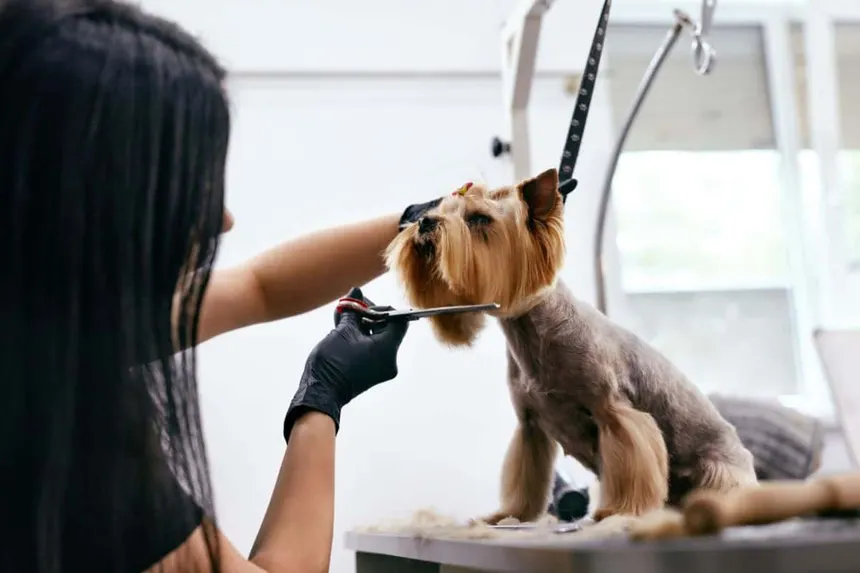 What Is a Traditional Dog Grooming Salon?
