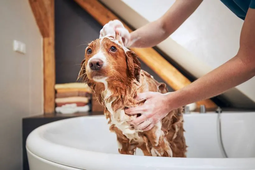 What Is Mobile Dog Grooming in Australia?
