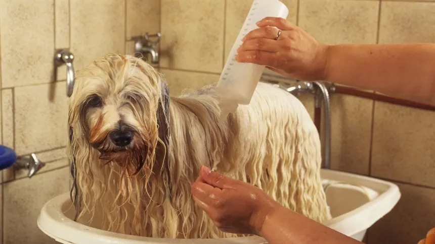 What’s the Best Dog Shampoo for Sensitive Skin in Australia?