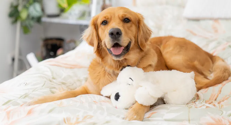 What’s the Best Time of Year to Groom Dogs in Australia?