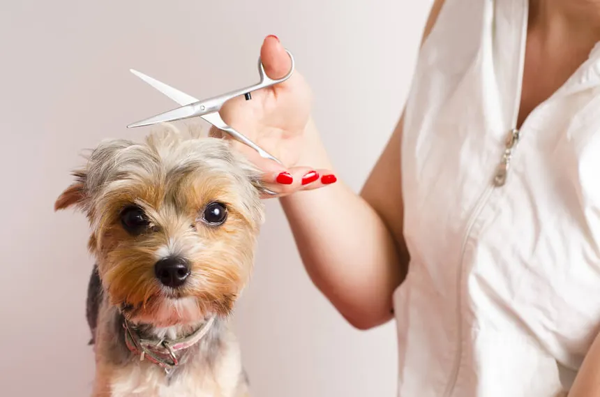 What’s the Best Way to Cut Dog Hair at Home?