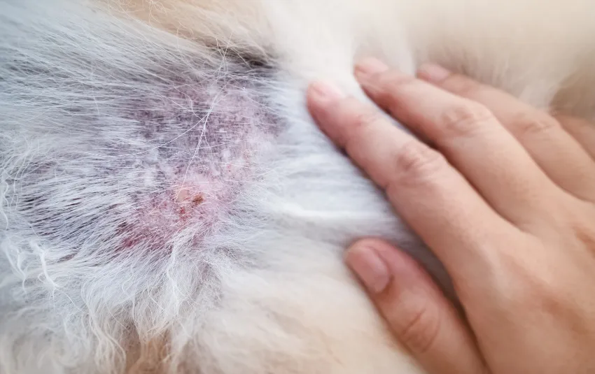 What Should I Do If My Dog Gets a Rash After Grooming?