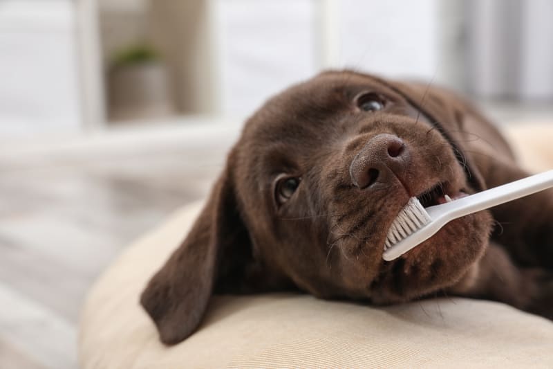 What to Expect During a Professional Teeth Cleaning Session
