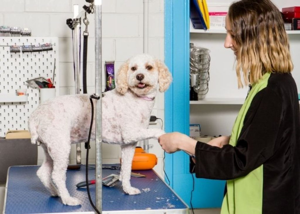What to Tell Your Groomer (And How to Say It)