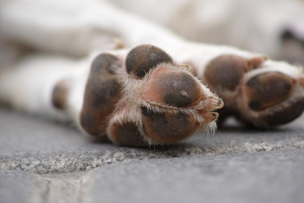 When and How to Check Your Dog’s Paw Pads for Damage