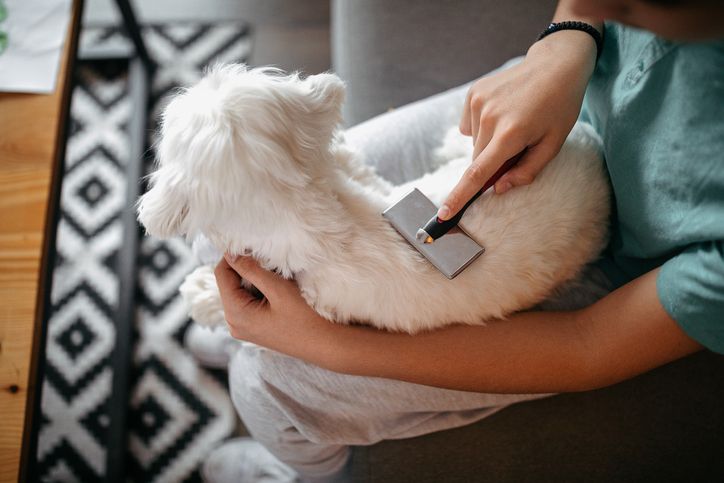 When Home Grooming Isn’t Enough