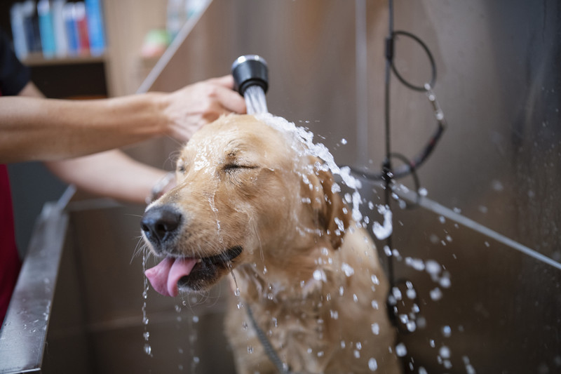 When It’s Time to See a Vet or Groomer