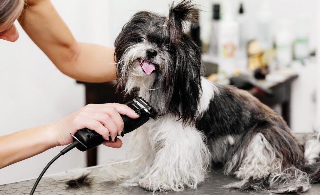 When Should I Groom My Dog Professionally?