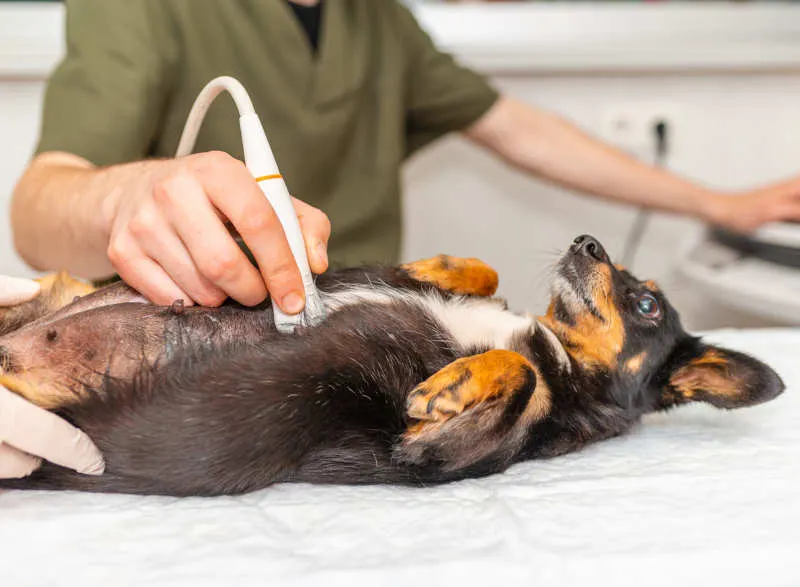 When to Avoid Grooming a Pregnant Dog