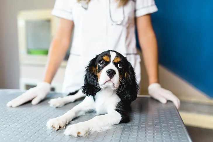 When to Call a Groomer or Vet