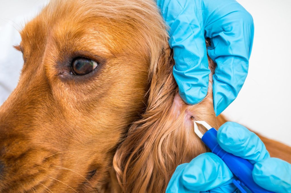 When to Contact Your Veterinarian