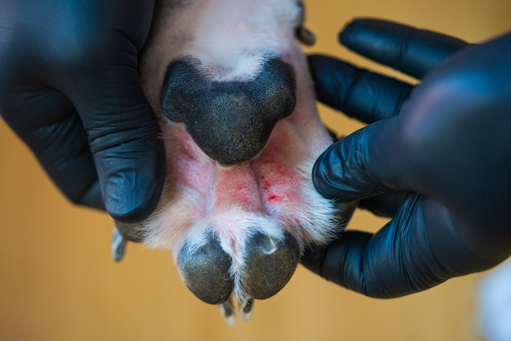 When to See a Vet for Paw Issues