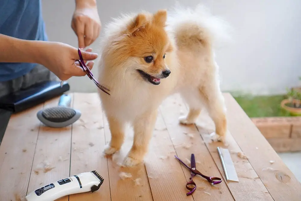 When to See a Professional Groomer